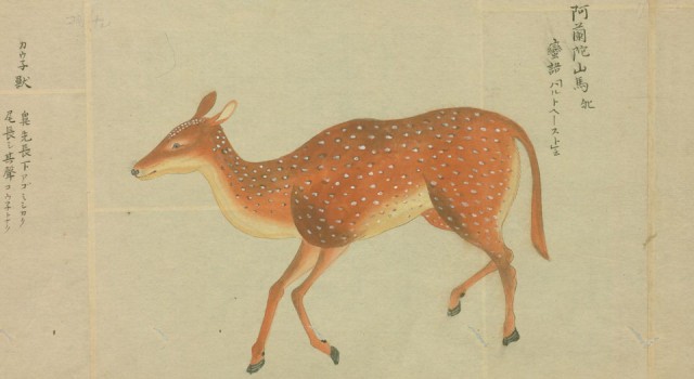 桂川国瑞的动物写生图
