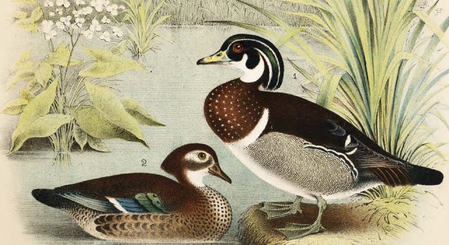 北美鸟类版画