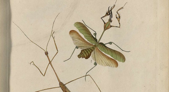中国昆虫自然史